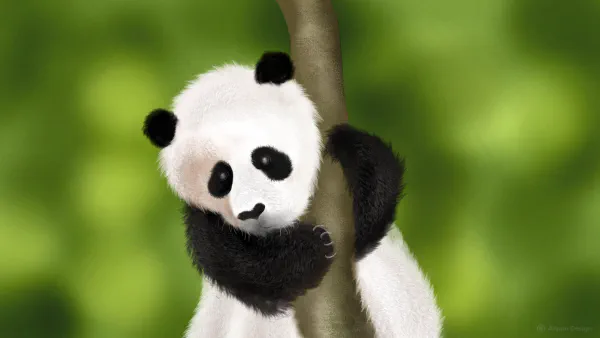 Giant panda