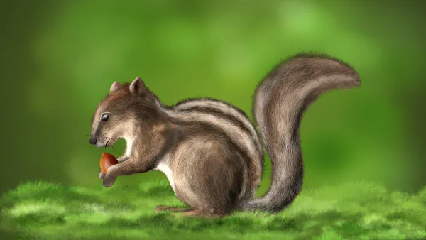 Squirrel